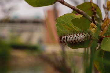 photograph of a caterpillar on a beach bush leaf, the photo was taken on a cloudy morning with a warm tone. You can see trees, rocks, beach, dry vegetation, sun, sand.