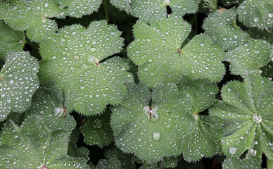 Detail of raindrops on alchemilla Mollis plant leaf. Alchemilla Mollis is a healing plant. The...