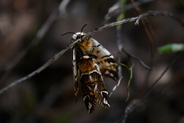Moth games. Spring flirting insects. Night moths hang on a branch of a plant. Butterflies together.