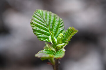Young green leaves open. Still compressed and small leaves.