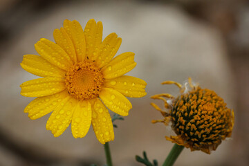 wet yellow flower 