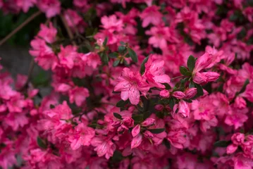Foto op Canvas Closeup of pink azaleas flowers in a public garden © pixarno