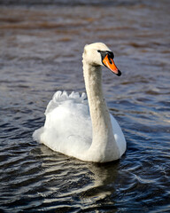 Obraz premium Ein Schwan schwimmt im Wasser