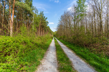 A dirt road into a forest in springtime