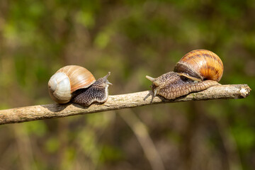 Two snails crawling on a stick on a blurred background.