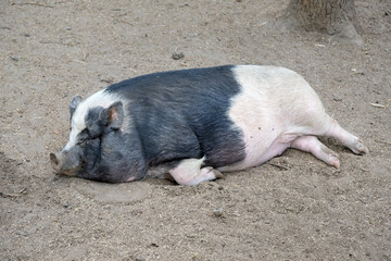 A large black and white pig lies snout forward on the sand and rests, a large fat domestic pig in...