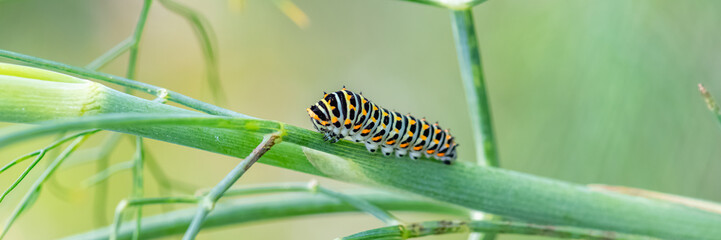Caterpillar of an old world swallowtail - obrazy, fototapety, plakaty