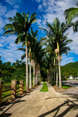 Fototapeta premium palm trees in the park
