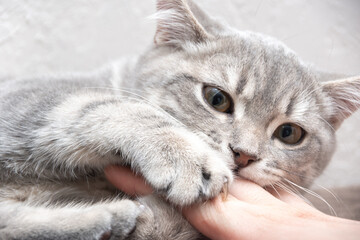 Angry kitten bites the owner. A small playful gray kitten bites the hand of a caucasian woman and looks at the camera