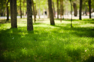Green lawn in park among trees on bright, warm sunny day.