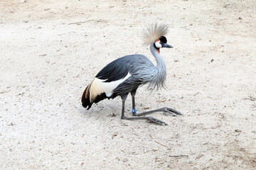 A crowned crane sits on the sand in the fenced area of the zoo with long paws tucked under it, a beautiful bird with a tuft