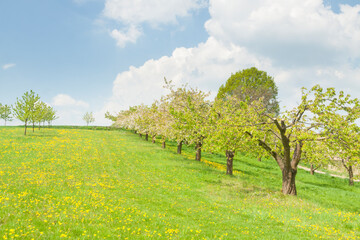 Fototapeta na wymiar Orchard on a Hill Sunlit in Springtime