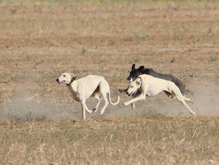 Dogs running in the field