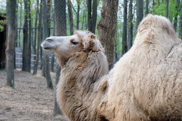 A camel with a hump at the zoo against the background of trees and a wicker fence, an camel of...