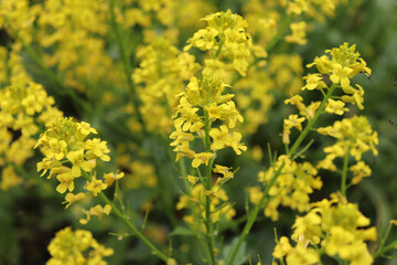 Barbarea vulgaris, also called wintercress or alternatively herb barbara, rocket cress, yellow...