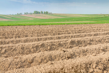 Plowed Field in the Springtime