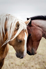 Two affectionate horses, Saskatchewan, Canada.