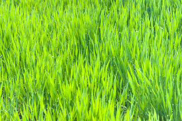 Green Grass Sunlit in Springtime