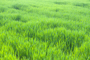 Green Grass Sunlit in Springtime
