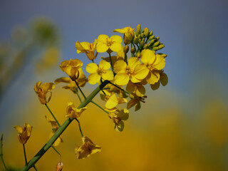 Rapeseed plant flowering in full bloom close up shot
