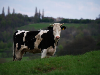 Black and white Friesian cow on farmland white shot