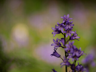 Bluebell wildflowers growing in woodland on bokeh background