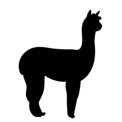 lama silhouette, on white background, isolated, vector