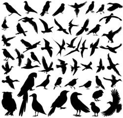 Obraz na płótnie Canvas birds set silhouette, on white background, isolated, vector