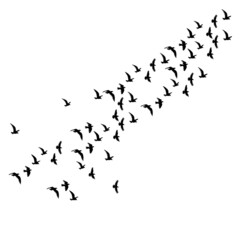 birds flying silhouette, on white background, isolated, vector