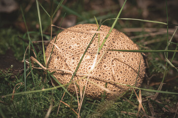 Closeup of an earthball mushroom in a field under the sunlight with a blurry background
