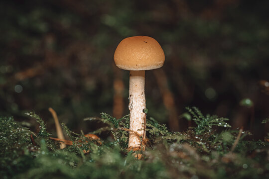 Closeup of an Amanita fulva in a field with a blurry background