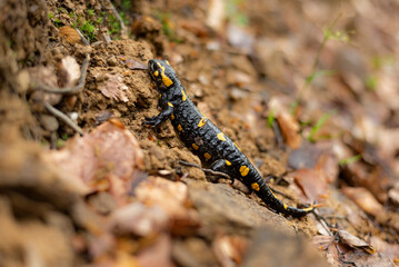 close up of Black and yellow salamander on wet ground