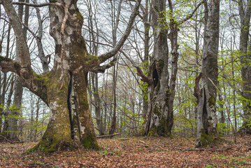 Beech trees in spring forest.