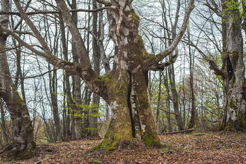 Beech tree in spring forest.