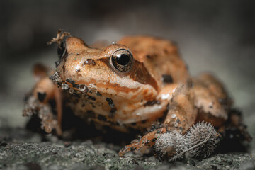 Closeup of a common frog on the ground with a blurry background