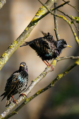 Starlings, couple of funny wet birds sit on a branch and shake humid feathers