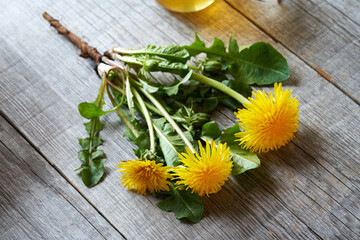 Whole dandelion plant with root on a wooden background