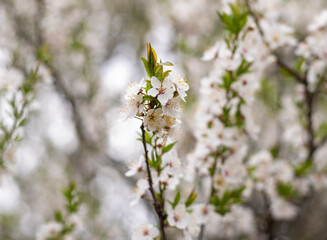 White cherry blossom flowers. Close up photo