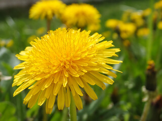 Yellow dandelion flower among green juicy grass. Spring wild flowers. The simple beauty of nature.