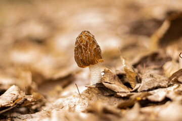 Morchella mushroom growing in the woods