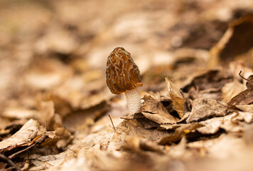Morchella mushroom growing in the woods