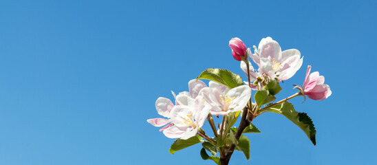 Banner. Apple tree flowers against the blue sky. Spring and white flowers bloom. Background with flowers. Place for text.