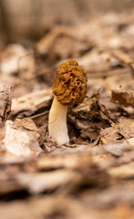 Morchella mushroom growing in the woods