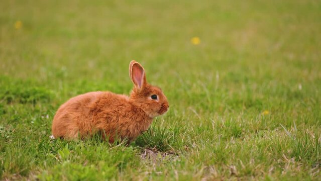 orange rabbit grazing on the lawn