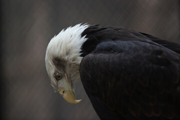close up portrait of bald eagle in the zoo