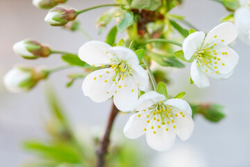 Tender flowering of white petals on a cherry branch. Close-up. 
