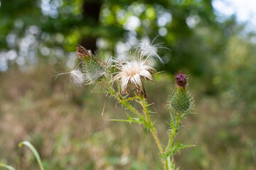 thistle prickly wildflower macro view. burdock plant
