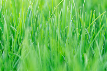 Background of green fresh grass side view spear space. 