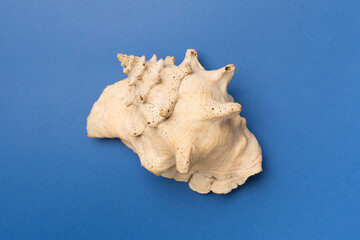 Sea shell on color background, top view