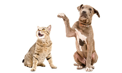 Playful Pitbull puppy and  funny cat Scottish Straight sitting together isolated on white background